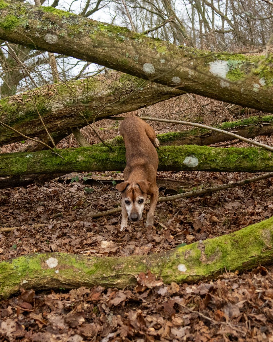 #terrier #workingdog #huntterrier #patterdaleterrier #huntingdog