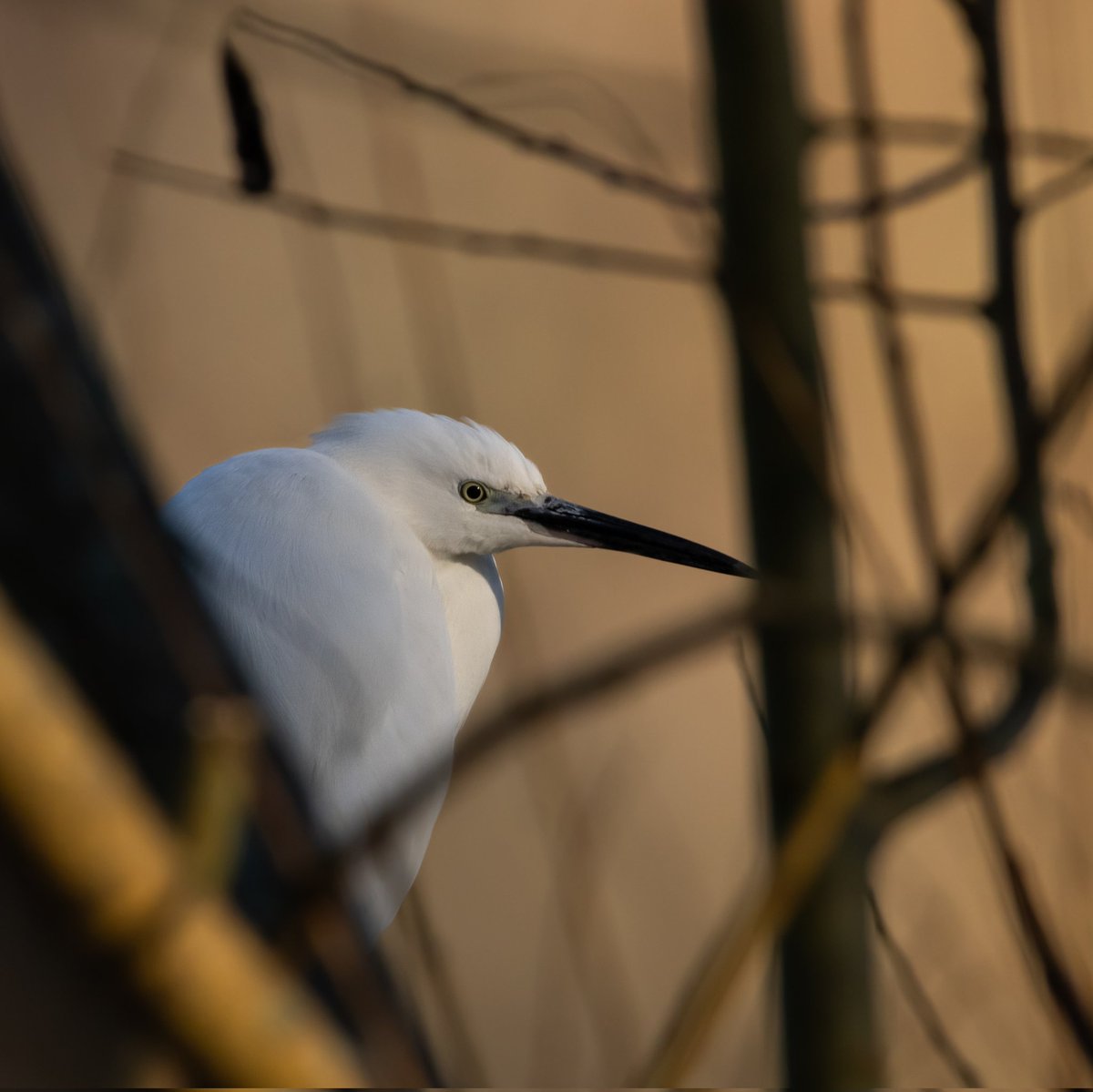 CitrusBirding's tweet photo. A nice Little Egret at Whitlingham Country Park on Friday morning. https://t.co/XGEwa0qgAD