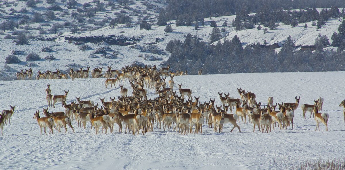 RuralCounties's tweet image. #RuralCountyPhoto: A herd of antelope in the #ModocCounty mountain snow is RCRC’s rural county photo of the week. This stunning alpine scene was captured by Lorissa Soriano and submitted to #RCRC’s Annual Rural County Photo Contest in 2018. #ruralcounties