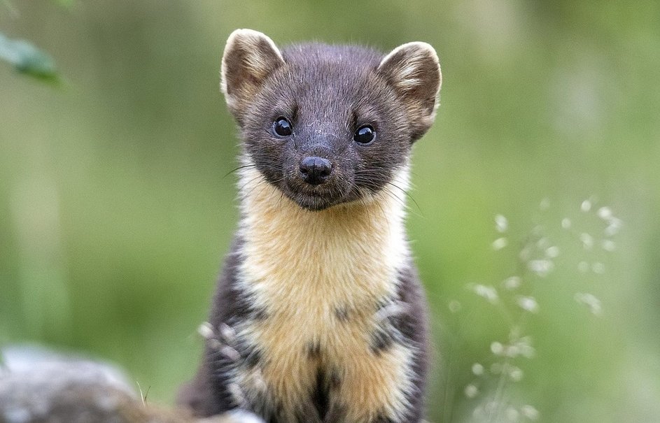 📣 <a href="/JoPhoenix1/">Prof Jo Phoenix</a> won her ET case!
Judge found she was constructively dismissed, directly discriminated against and harassed because of her gender critical beliefs at Open University.

Here's some pine martens to celebrate! #JoPhoenixWildlifeWatch 🦦🌳
