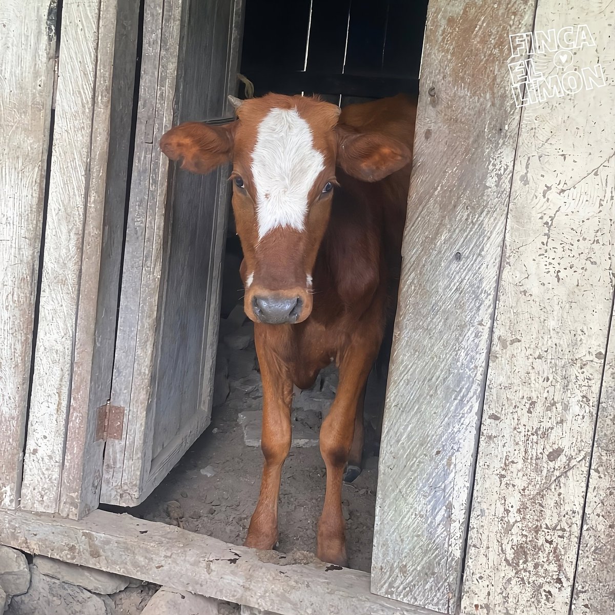 #fincalemon #cow #cows #babycow #babycows #cowappreciationday #cowseverywhere #cowselfie #babycalf #cowshow #ilovecows #cowlove #cowlover #cutecow #lovecows #cowsarecool #cowsarecute #cowsmakemehappy #cowsfordays #cowlife #happycow #happycows #calf #fluffy #calves