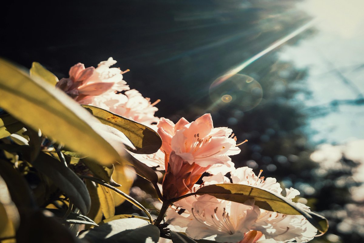 Carmen Saucedo . A tweet media