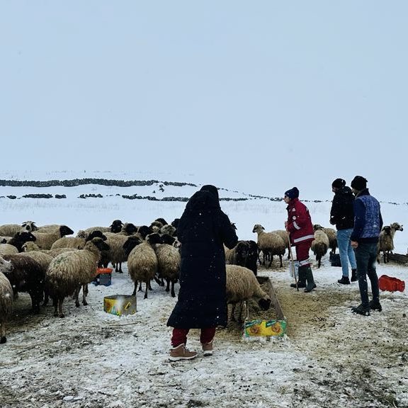 ibrahimyumakli's tweet photo. Burası Van. Hava soğuk ama üretimin arkasındaki emek içimizi ısıtıyor.🤍🐑

Her türlü olumsuz hava koşullarına rağmen yetiştiricilerimizin üretimi, mesai arkadaşlarımızın denetimi aralıksız sürüyor.

Mesai mefhumu gözetmeksizin veteriner hekimlerimizle, veteriner sağlık teknisyenlerimizle ve Bakanlığımızın her bir ferdiyle birlikte üretime sevdalı yetiştiricilerimizin her zaman yanındayız.