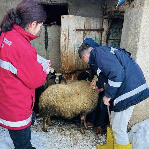 ibrahimyumakli's tweet photo. Burası Van. Hava soğuk ama üretimin arkasındaki emek içimizi ısıtıyor.🤍🐑

Her türlü olumsuz hava koşullarına rağmen yetiştiricilerimizin üretimi, mesai arkadaşlarımızın denetimi aralıksız sürüyor.

Mesai mefhumu gözetmeksizin veteriner hekimlerimizle, veteriner sağlık teknisyenlerimizle ve Bakanlığımızın her bir ferdiyle birlikte üretime sevdalı yetiştiricilerimizin her zaman yanındayız.