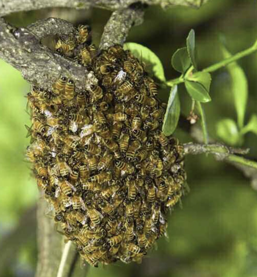 Ya establecida la temporada seca inicia la floración de muchas plantas y árboles y de ahí la enjambrazón de las abejas.