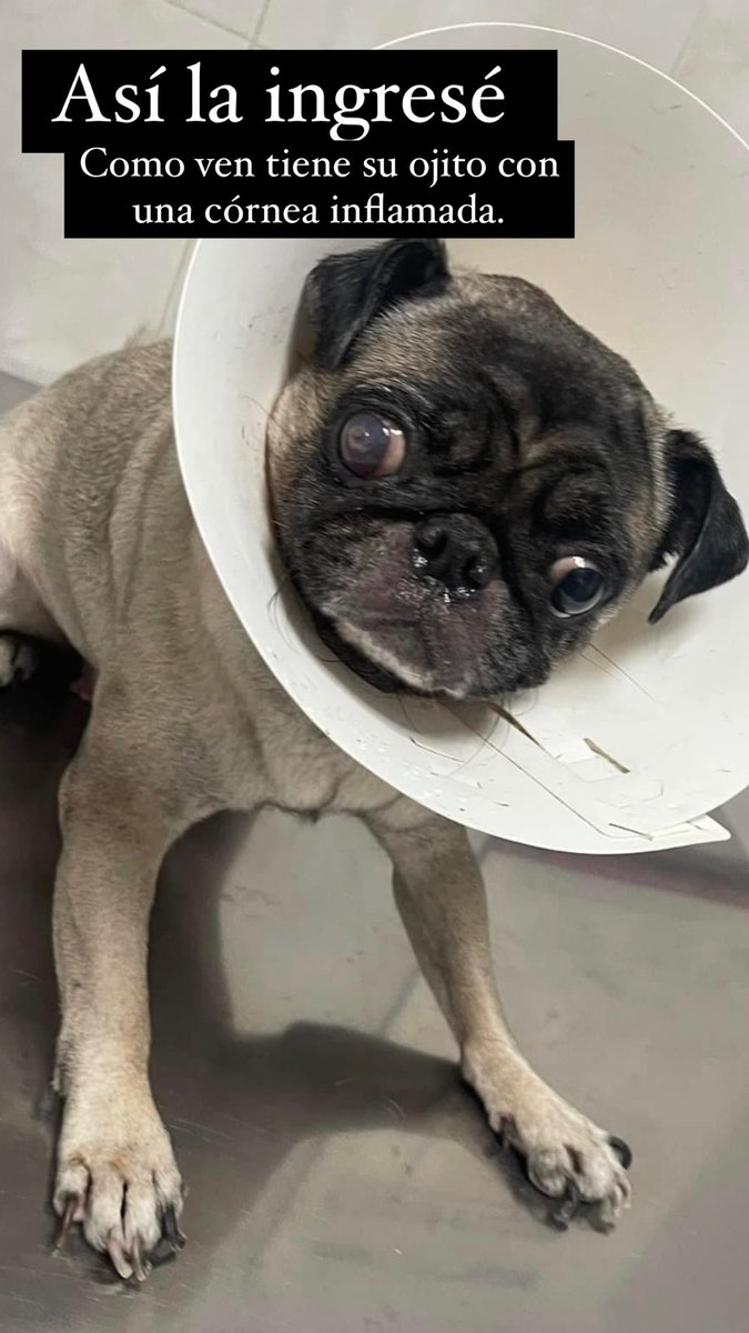 melinamv16's tweet photo. #NEGLIGENCIAMEDICAANIMAL #MALTRATOANIMAL hago una #denunciapública. Lo peor que me tocó pasar en estos días terribles. ASISTÍ el día 5 de enero a un lugar llamado HOSPETAL ubicado en GUAYAQUIL ingresando a mi perrita de raza Pug por una pequeña córnea inflamada en un solo ojo https://t.co/W66RCziToD