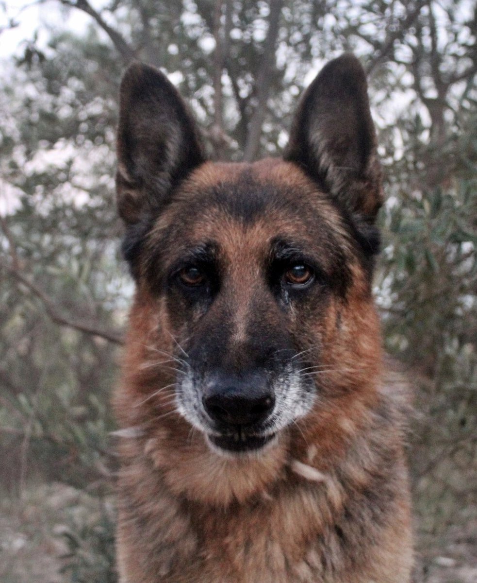 SosAbuelos1's tweet photo. Solo #Málaga
#ROCKY tiene 10 añitos. Llegó a la prote en muy mal estado después de un largo periodo de abandono.

A pesar de todo lo que ha pasado nuestro pequeño, no ha perdido la fe en el humano. Es todo nobleza, amor y ganas de ser cuidado.

La familia que adopte a Rocky, tiene que tener en cuenta que es un perrito grande, mayor y que no ha tenido la mejor vida, por lo que tendrá que cuidarlo de forma especial, rodeado de amor y paz.

Ref- 22549
geriatrico@protectoramalaga.com