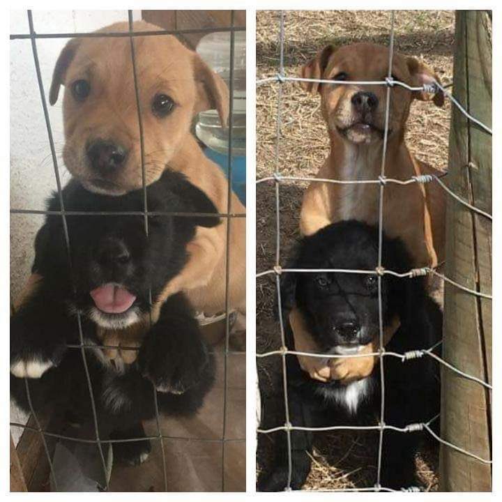 twaniimals's tweet image. friends forever