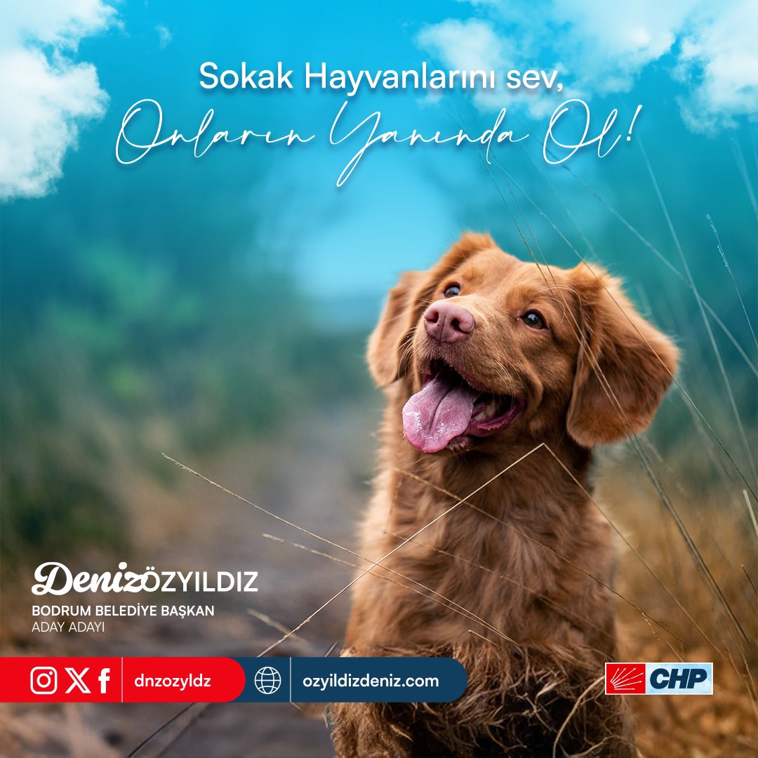 dnzozyldz's tweet photo. Sokak hayvanlarına bir umut ol, sevgiyle besle, koru ve onlara güven dolu bir yuva sağla. Onların yaşam hakkını korumak hepimizin sorumluluğudur. 🐾❤️ #SokakHayvanlarıKoruma #SevgiyleKoruyalım https://t.co/V6SMRUg3cf