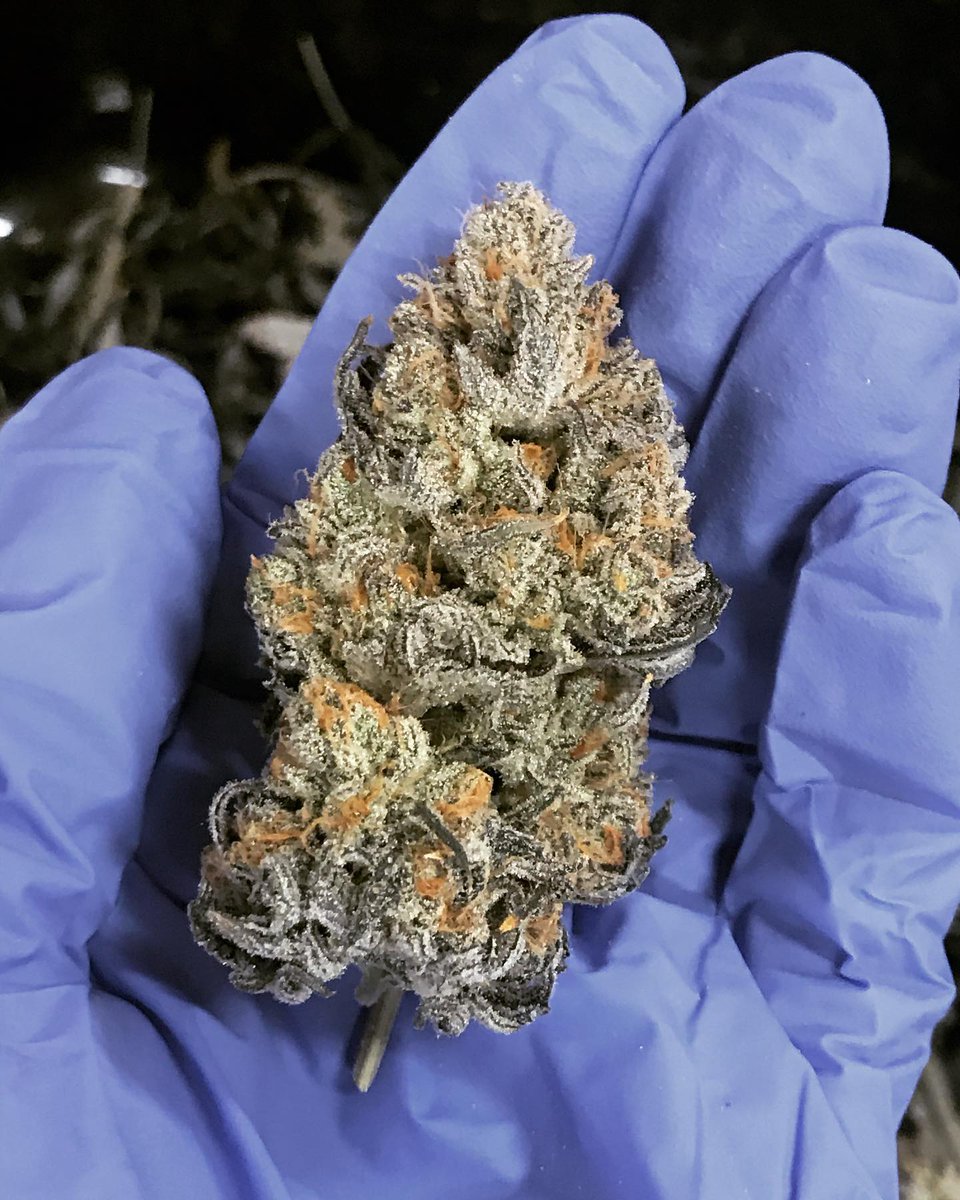 Pheno #4 🍇🍇🍇 #weedporn #weed #nugshot #girlswhogrowweed #craftcannabis #420daily #cannabisculture #weedstagram420 #budshots #cannabisgrower #cannabisgrowers