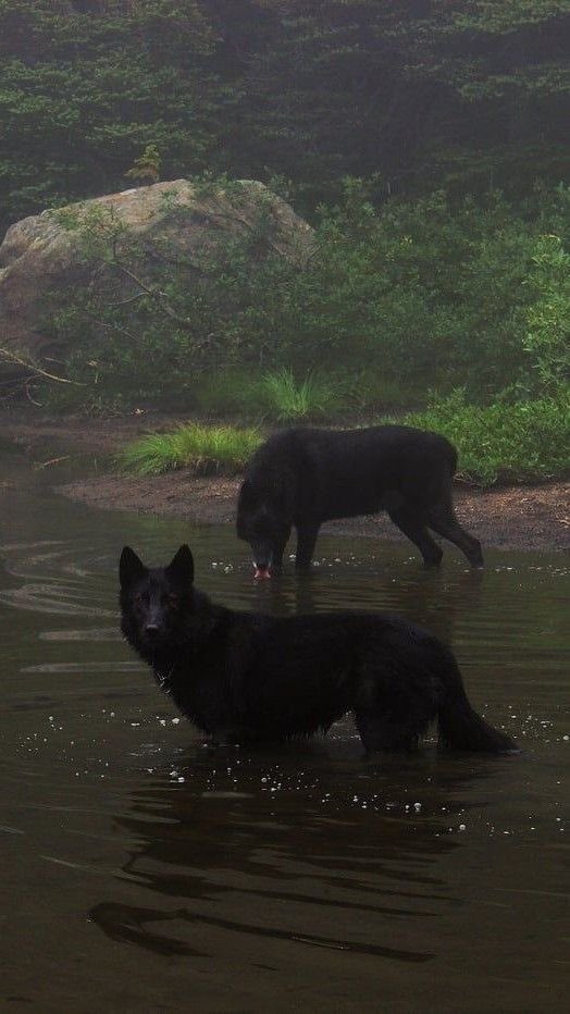 Platzologist tweet media