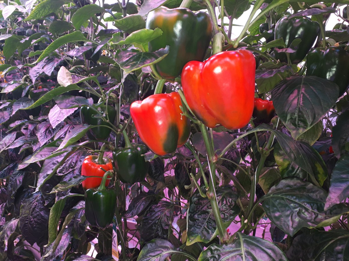 Belichtingsproef paprika. Onder invloed van het zonnige weer kleuren de paprika's weer lekker door. Naast het zonnetje, branden de LED lampen ook iedere dag 15 uur. Er komt dan dagelijks ongeveer 18 mol aan PAR licht op de planten terecht.