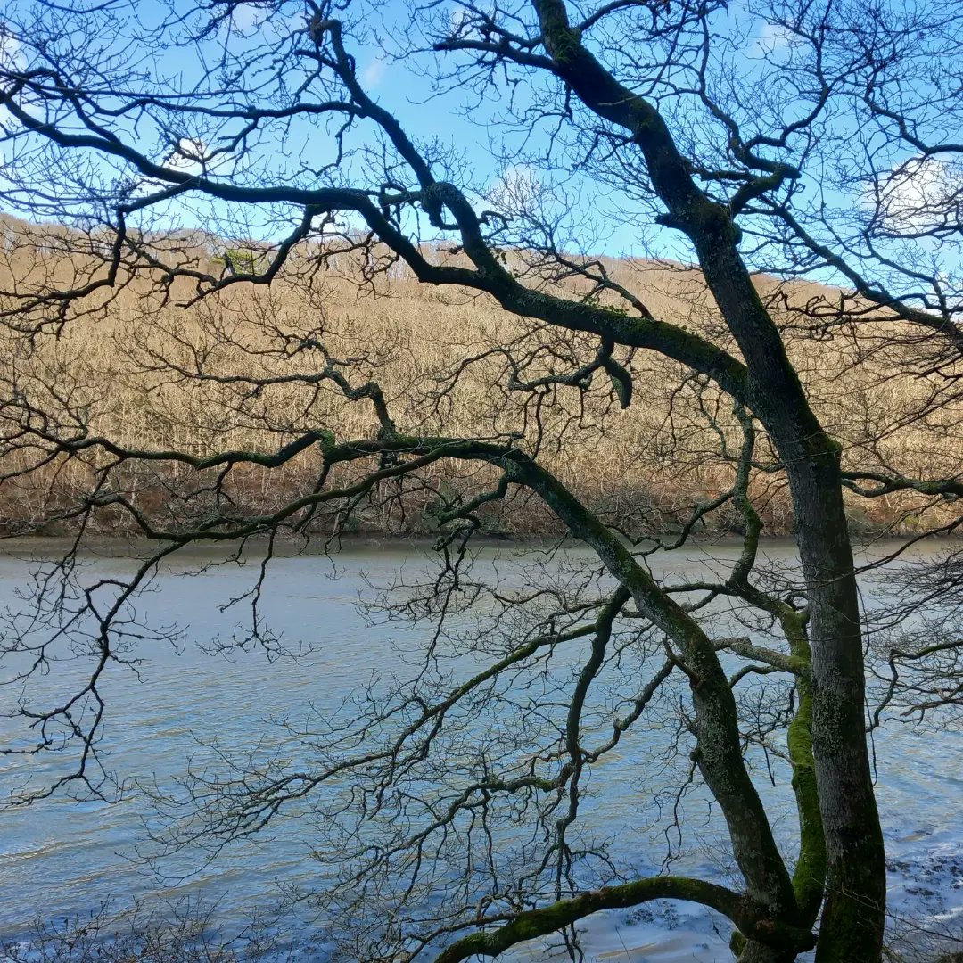 lazyperfection's tweet photo. West Looe River #walking #exercise #riverwalk #looe #holidaywalk #cornwall #river #water #nature #westlooe #visitcornwall @VisitLooe https://t.co/SLisswUOIc