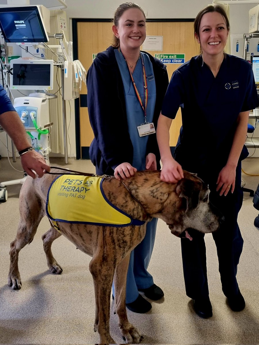 Patients, visitors and staff at RGH ITU enjoyed a visit from #Petsastherapy dogs Rags and Myfi today. Smiles all round! 'Boosted my mood' said a patient. 'Best day of my working life!' said a staff nurse. #wellbeing #rehablegends