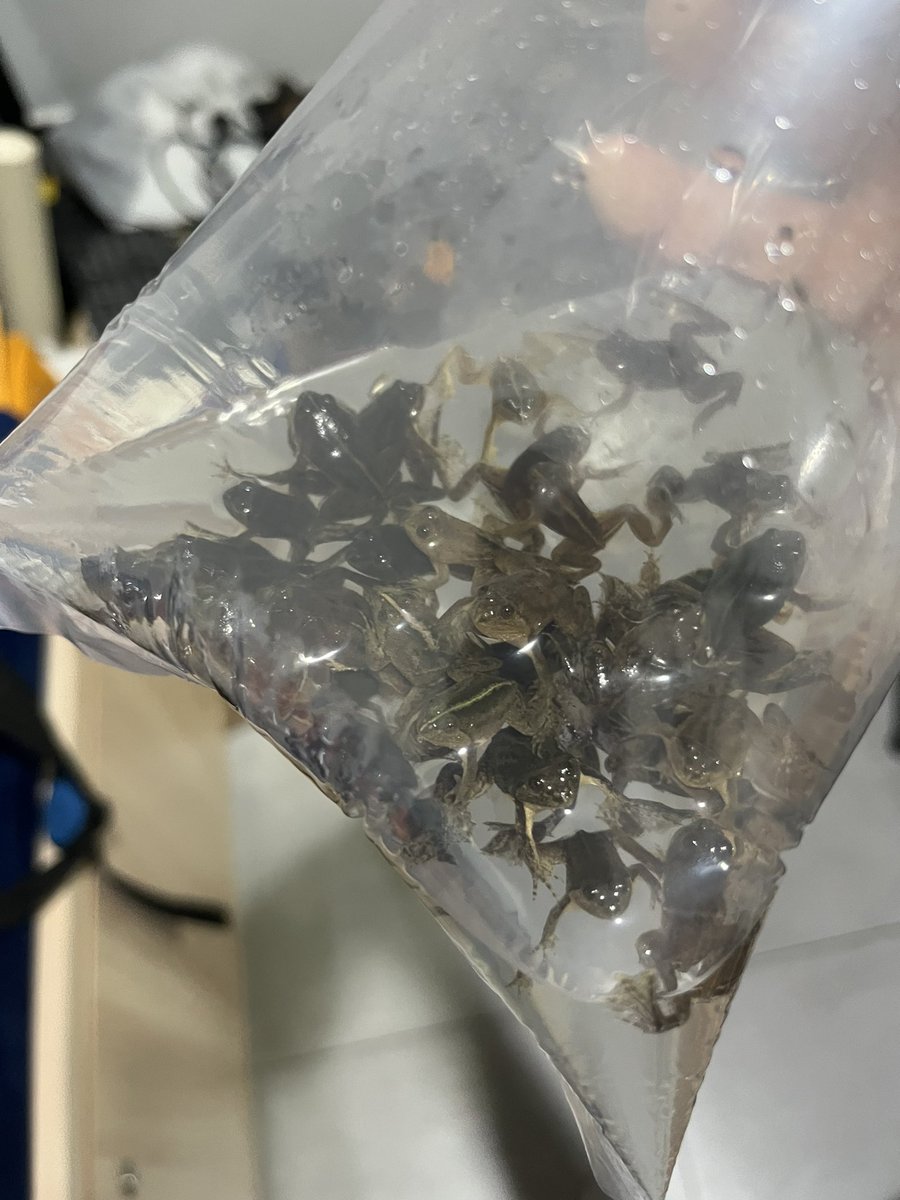 dah aman buat stok pakan sebulan