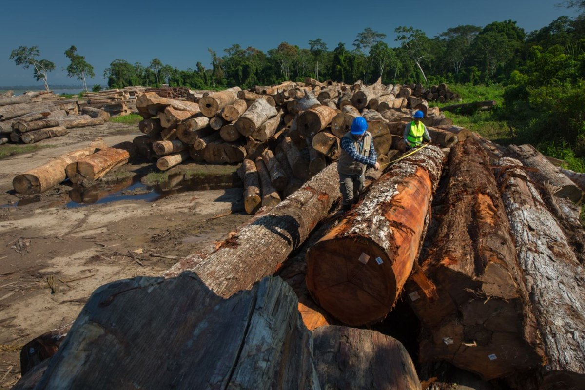 Avispa_Midia's tweet photo. Perú aprueba polémica modificación a la Ley Forestal que facilita la deforestación en la Amazonía.
👉 https://t.co/gON5HyGsGG 🐝
#Perú #Amazonía Presidenta #DinaAsesina #PeruEnDictadura #jinx #YoDefiendoLaAmazoníaViva #SISPI #LaAmazoníaEsOPIAC 🍃 #Amazonia #Lima #Amazônia https://t.co/HlBMaDc4rh