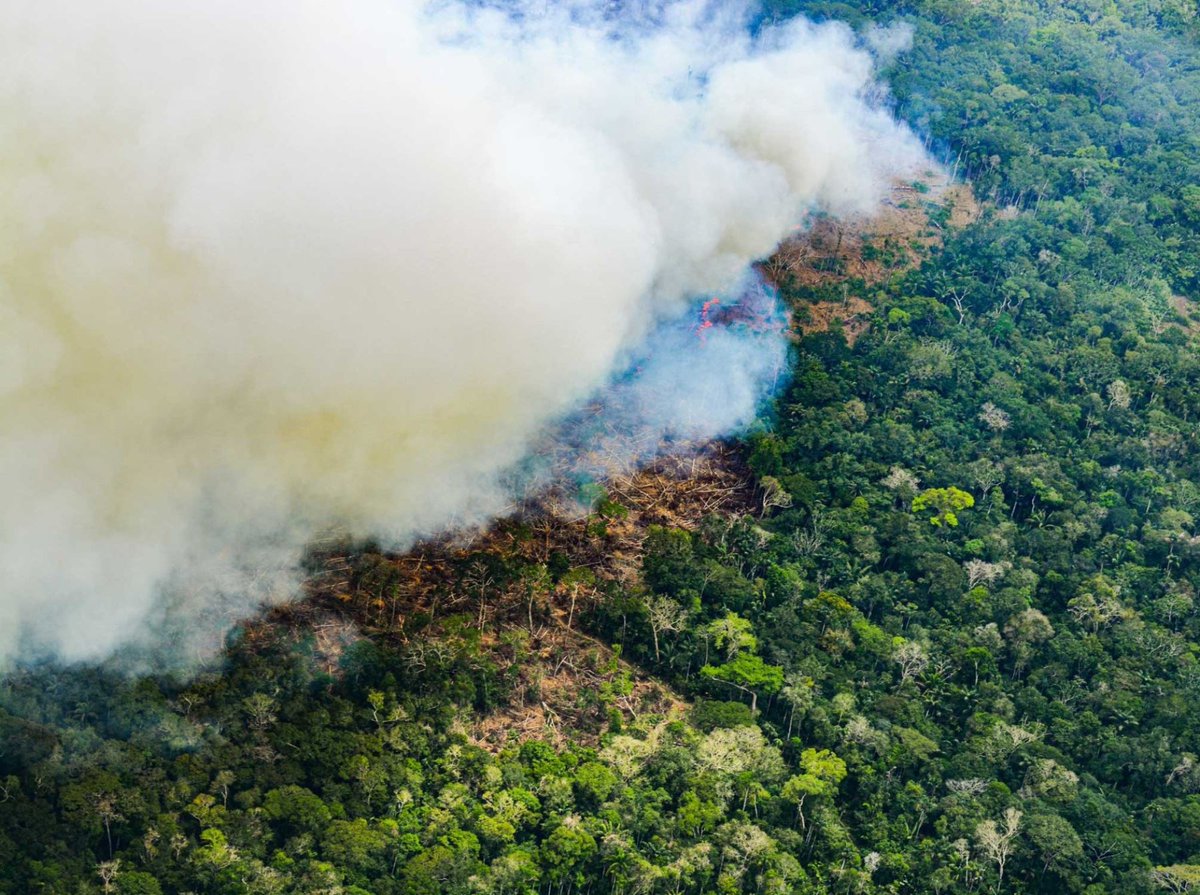 Avispa_Midia's tweet photo. Perú aprueba polémica modificación a la Ley Forestal que facilita la deforestación en la Amazonía.
👉 https://t.co/gON5HyGsGG 🐝
#Perú #Amazonía Presidenta #DinaAsesina #PeruEnDictadura #jinx #YoDefiendoLaAmazoníaViva #SISPI #LaAmazoníaEsOPIAC 🍃 #Amazonia #Lima #Amazônia https://t.co/HlBMaDc4rh