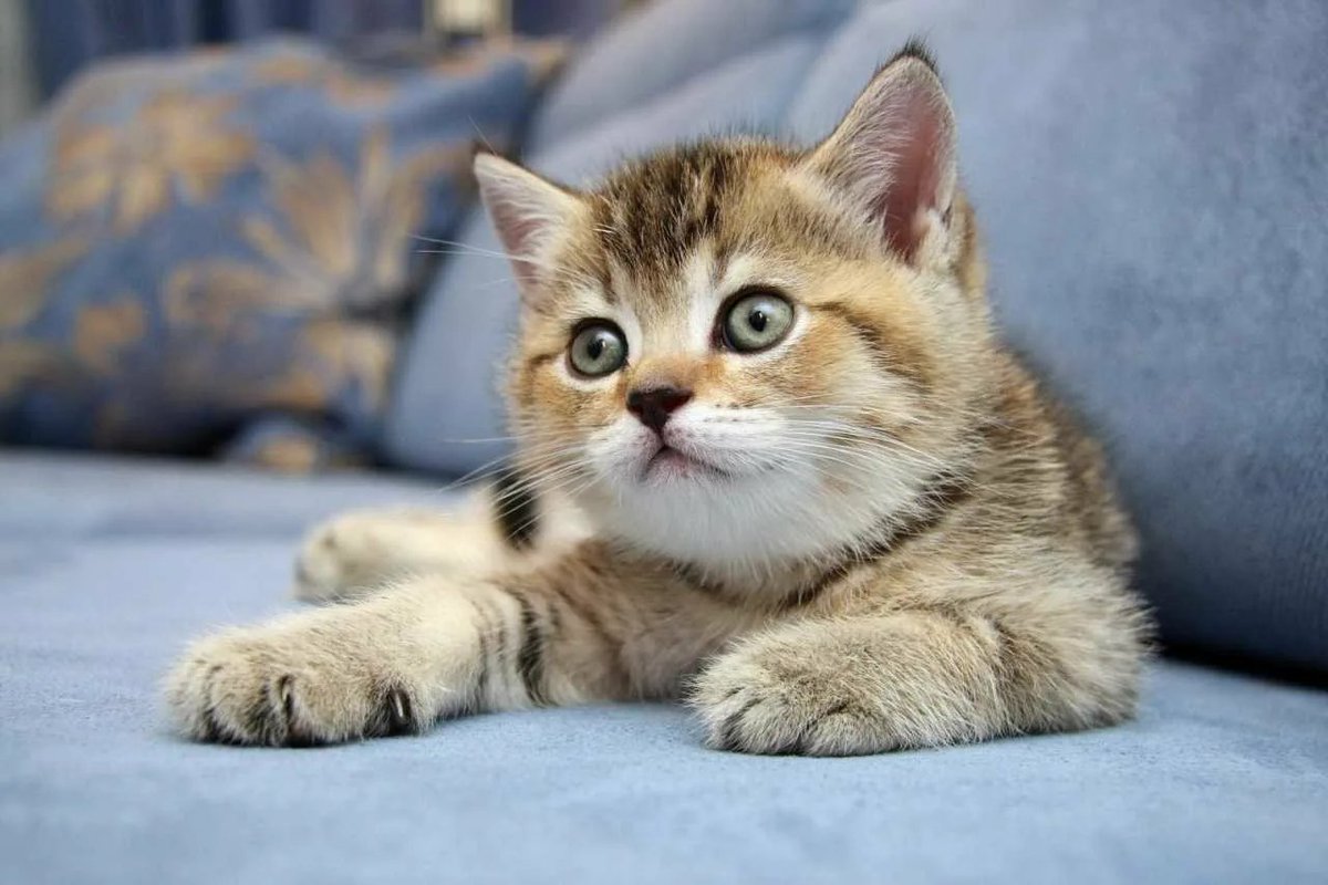 Got my mind on my cat and my cat on my mind. #CatMind