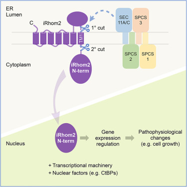 Cleavage of the pseudoprotease iRhom2 by the signal peptidase complex reveals an ER-to-nucleus signaling pathway dlvr.it/T1kJws