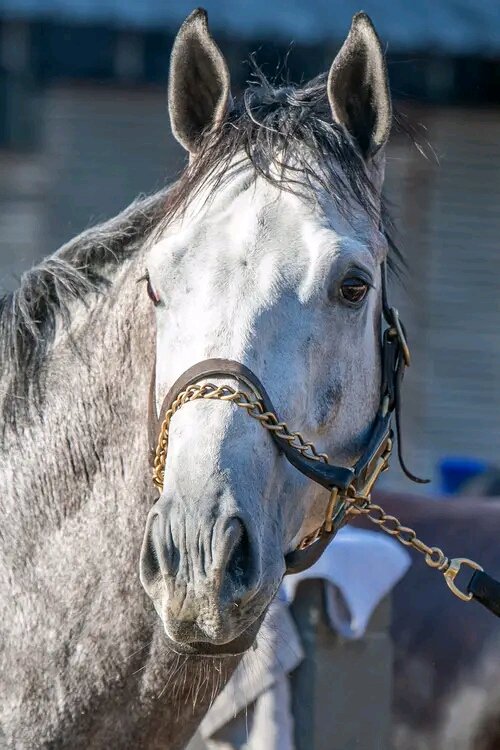 OLIVIER, cuatroañero hermano completo de FLIGHTLINE, debutará en la 5ta carrera del domingo 28 de enero en Oaklawn Park.

El también hijo de Tapit en Feathered por Indian Charlie nacido en Kentucky es entrenado por Rodolphe Brisset y será montado por Christian Torres.