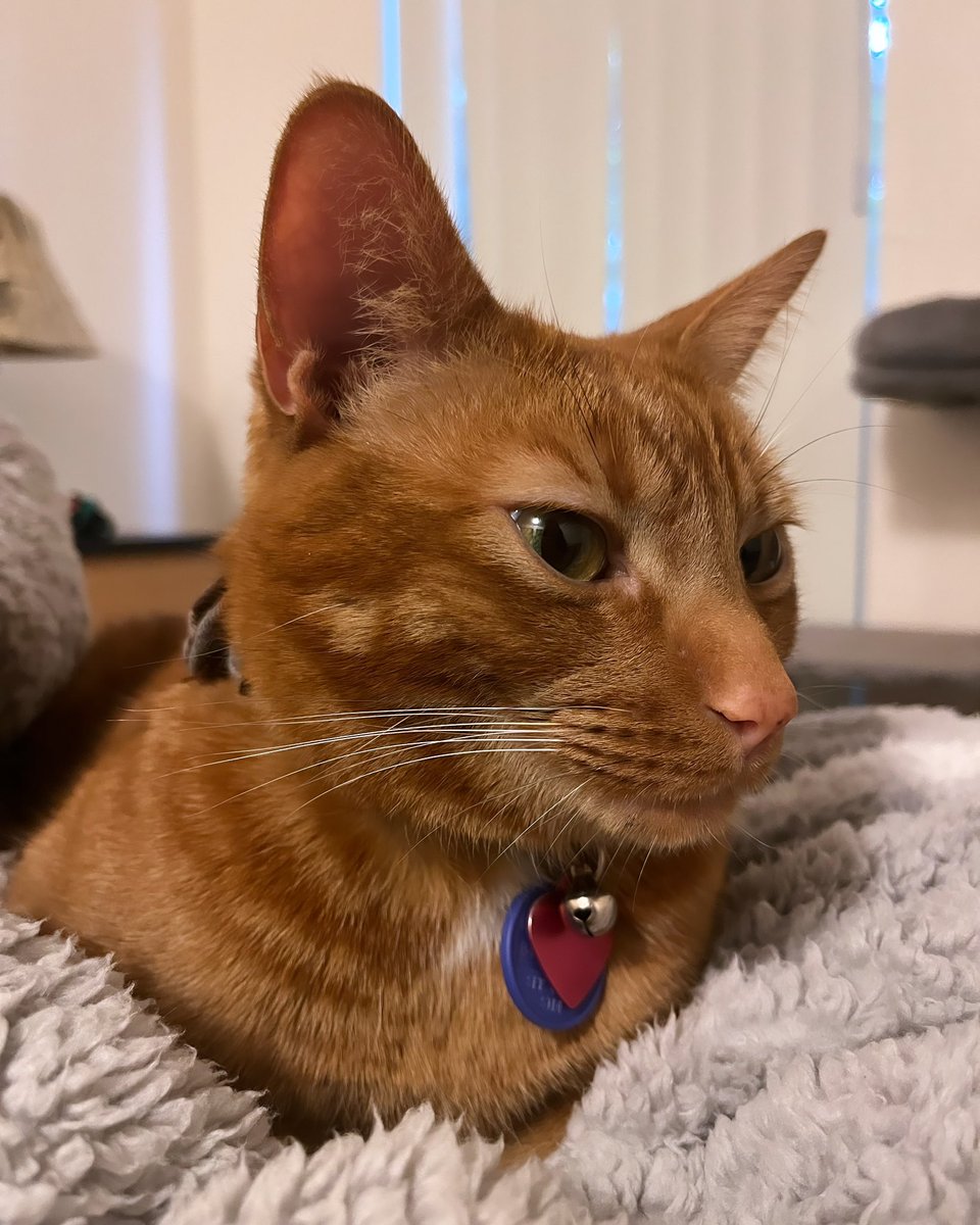 Julia Shumway | jmshumway.bsky.social tweet media