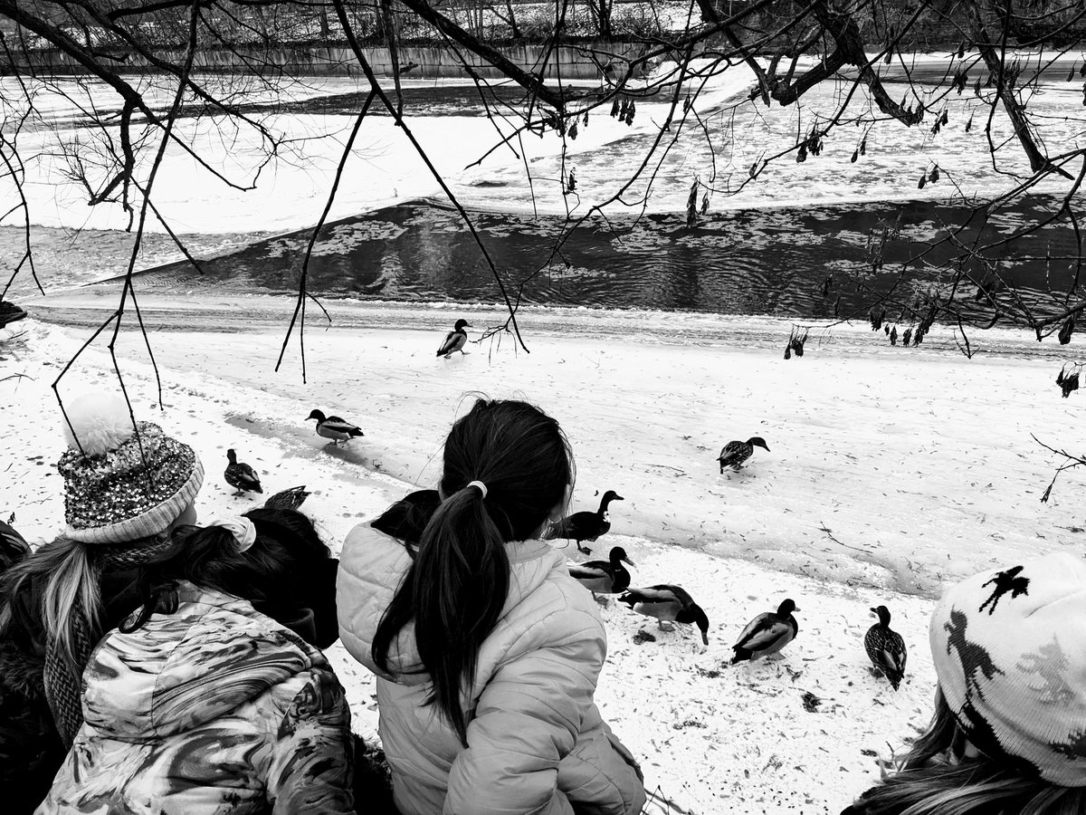 When is it acceptable to feed wildlife? We consider: nutritional value of food being offered, ability of ducks to find what they need without us, and the benefits of observing these magnificent creatures! @TOES_TDSB