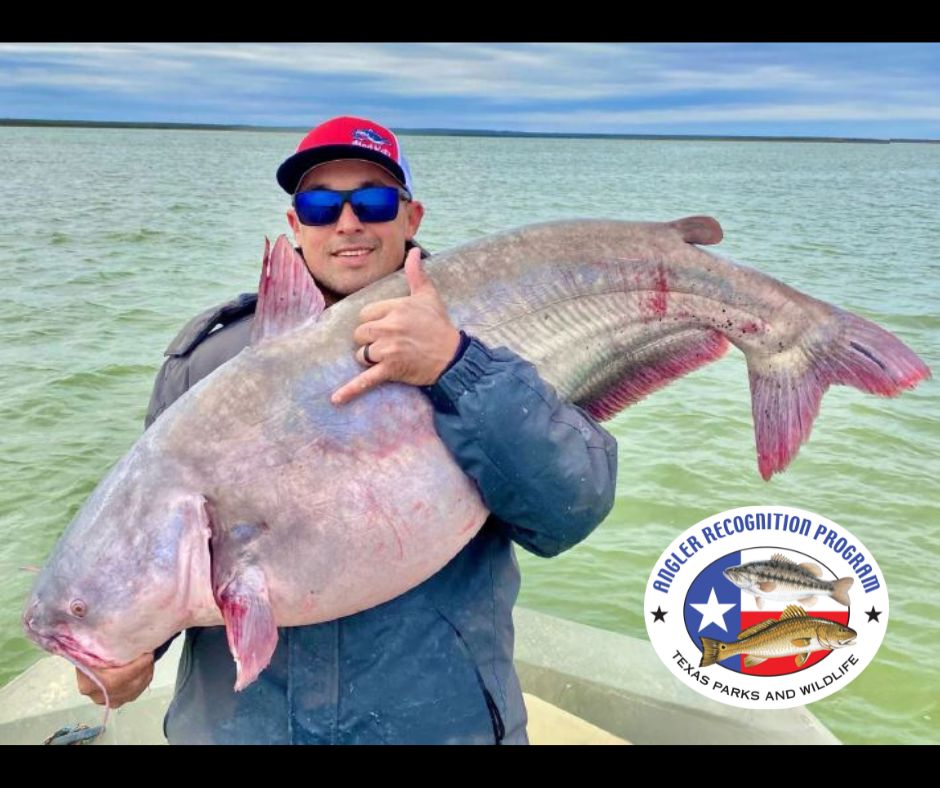 TPWDfish's tweet photo. Angler Ricardo Garza caught this record-breaking blue catfish on Falcon Lake Jan. 15. The behemoth weighed 62 lbs and measured 45.5 inches long!  This catch earned Ricardo a Water Body Record, Big Fish Award, Water Body Catch and Release Record, and an Outstanding Angler Award! https://t.co/gZylYyCHTi