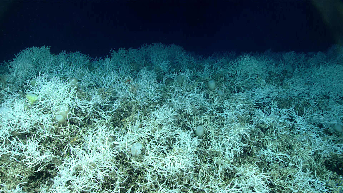 WHOI's tweet photo. The world’s largest deep-sea coral reef has been revealed by NOAA’s @oceanexplorer! Extending from Miami, Florida to Charleston, South Carolina, the discovery underscores the importance of deep-sea exploration.

Read more via @MiamiHerald: https://t.co/3M50zaSJ5Y https://t.co/i7Xlme6zN2