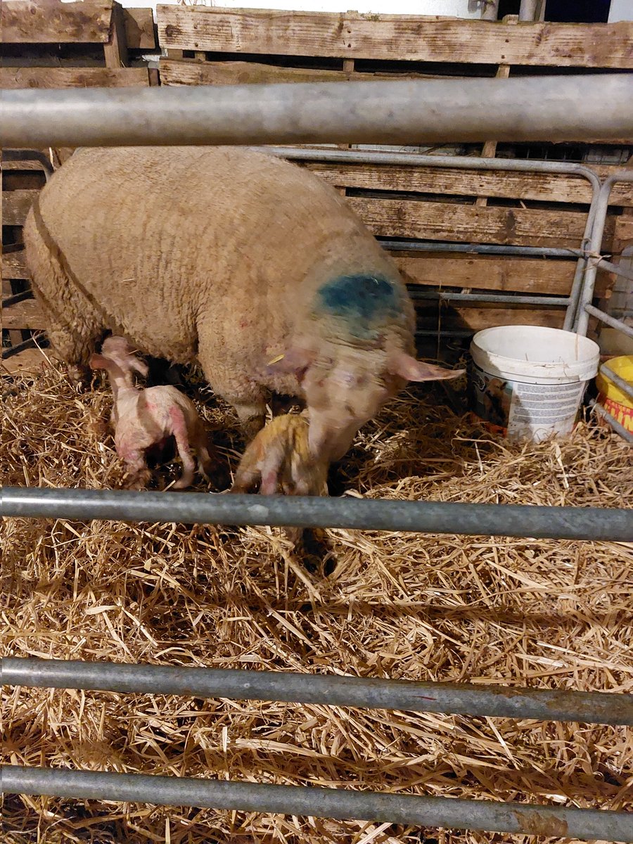 Erica43299203's tweet photo. Busy night in the lambing shed 😁 https://t.co/em4ZcJVYrd