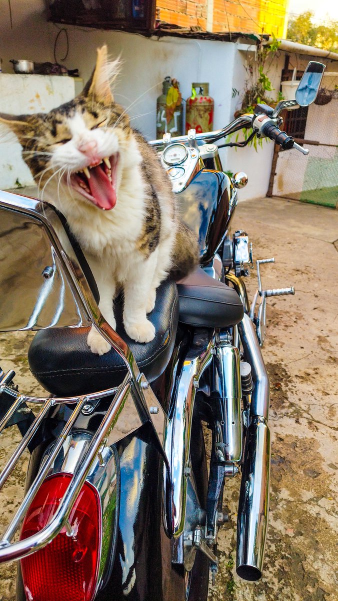 Acabo de lavar mi moto y mi gato estaba feliz encima de ella.