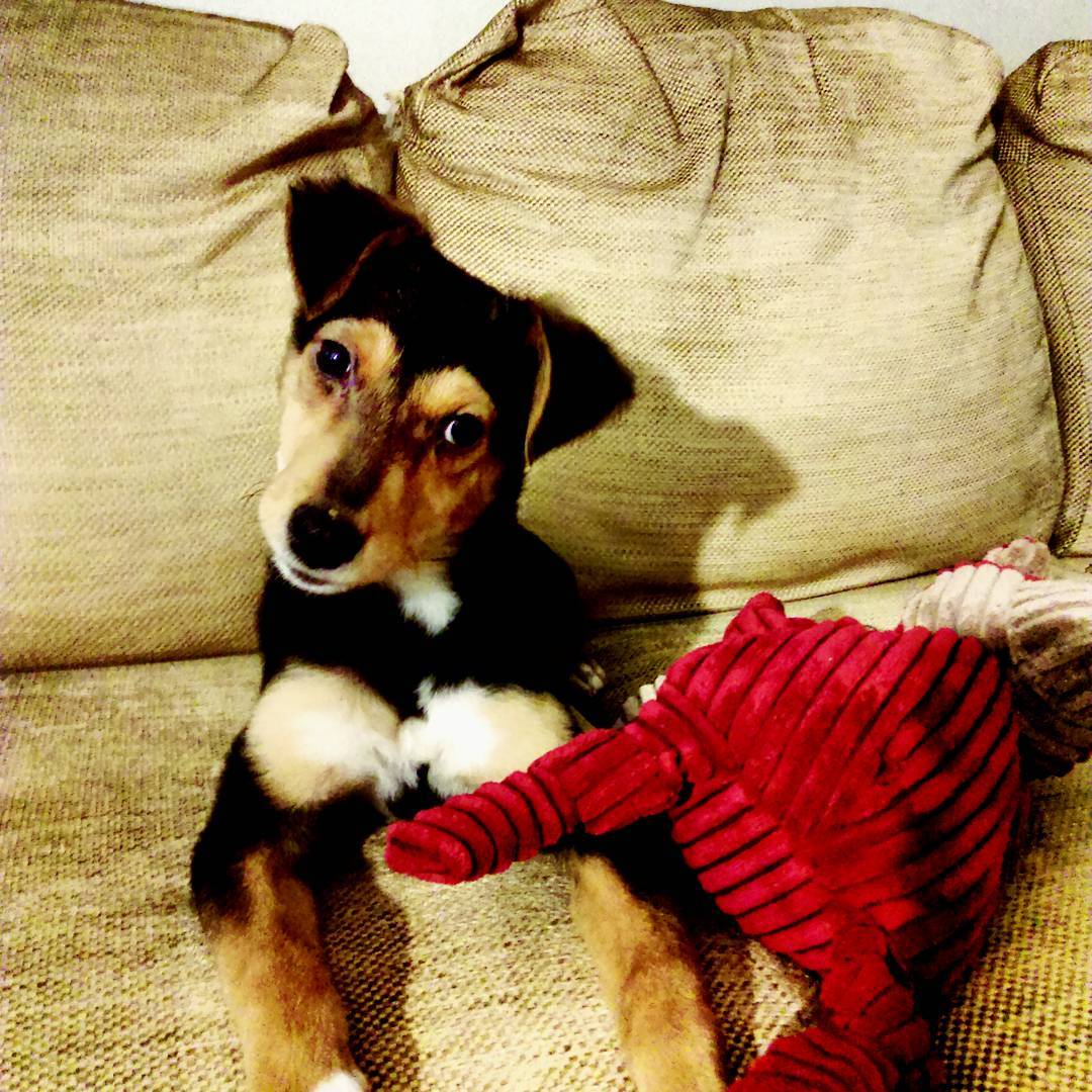 BarbBleu's tweet photo. #Sofia, 3 mes. #tinydragoness #doggolife
What day is it?" asked Winnie the Pooh.
"It's today," squeaked Piglet.
"My favourite day," said Pooh.
A. A. Milne
Od prihoda male zmajevke, zdaj je 6. leto, je vsak dan, najin najljubši dan. Zmagata sneg & voda, njena elementa. 🐶🌊❄️ https://t.co/2aGGqxfEtE