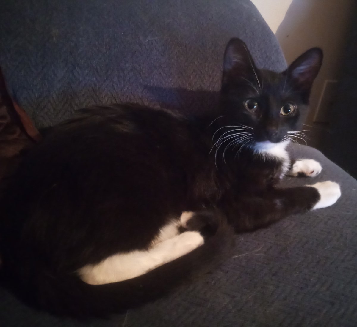 Rynoko_sd's tweet photo. One content baby Wednesday 🖤

#tuxedocat #tuxedokitten #catlife https://t.co/rEg0iSgXpY