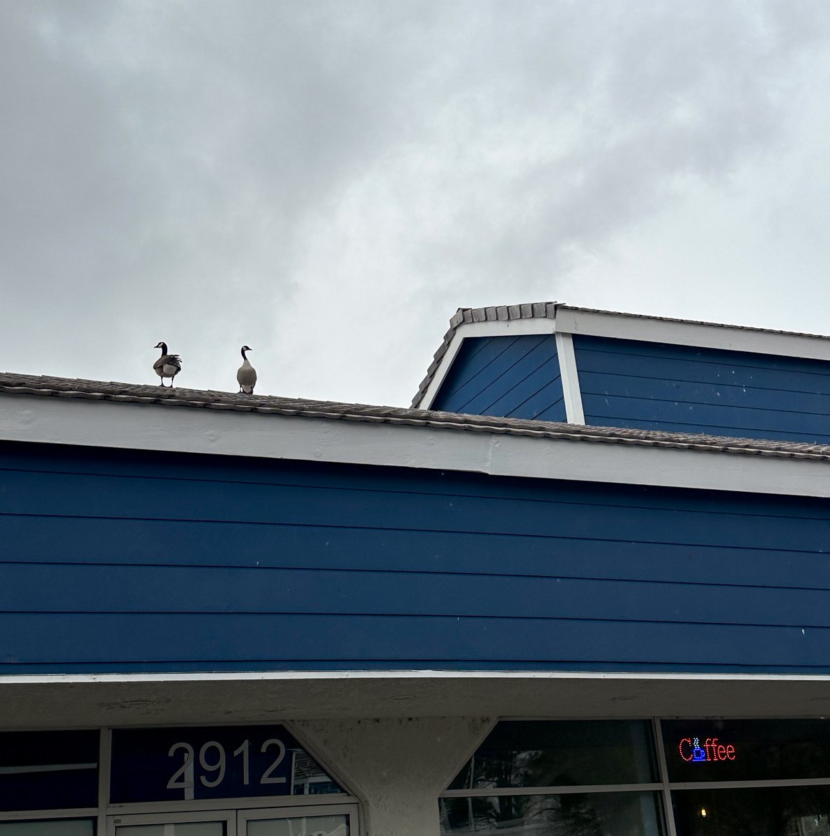 kimberlee tweet media