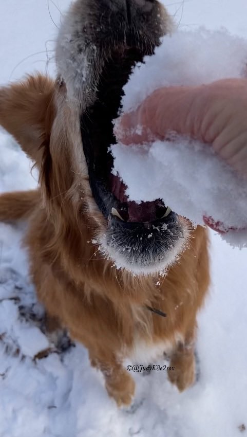 JudyK8e2sox's tweet photo. Momma took me out to play in the snow before it goes away🥰❄️
She got cold, though 🥶🥺
#dogsoftwitter #goldenretriever #dogsofx #snow #mondayplaytime https://t.co/2KT8INNVzf