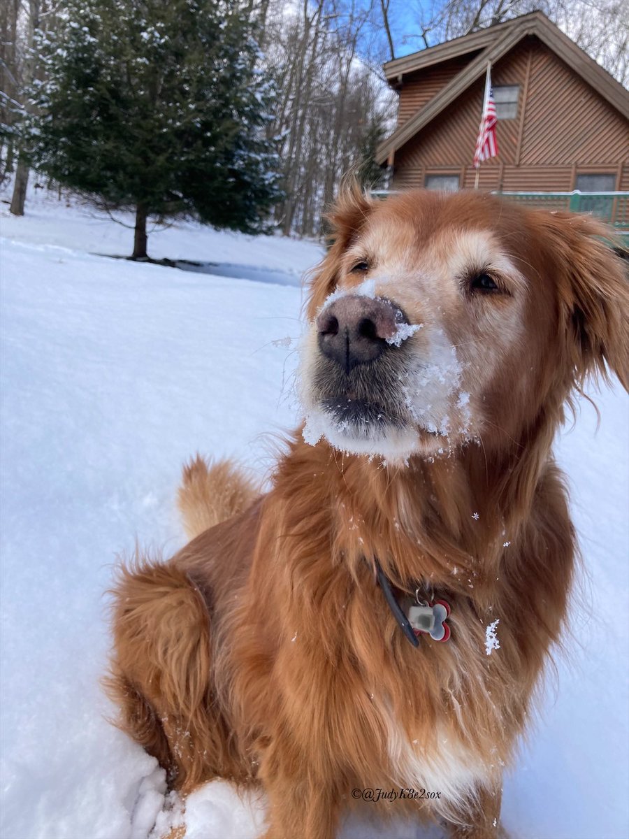 JudyK8e2sox's tweet photo. Momma took me out to play in the snow before it goes away🥰❄️
She got cold, though 🥶🥺
#dogsoftwitter #goldenretriever #dogsofx #snow #mondayplaytime https://t.co/2KT8INNVzf