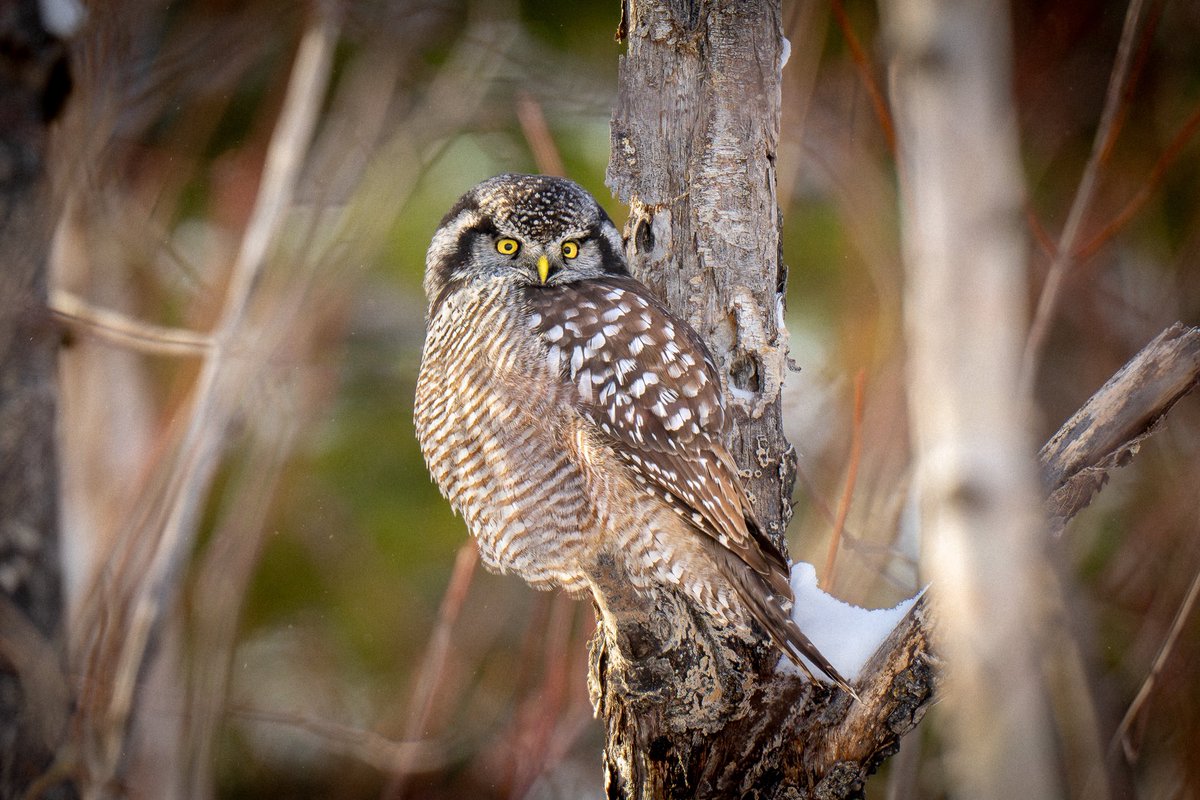 davidlei's tweet photo. Northern hawk owl enjoying a mid-day rest. This species is partially diurnal—or active during the day—and I watched the owl start to hunt over a snow-covered field in the late afternoon, well before sunset. (Last week in Quebec, Canada)

#birds #birding #nature #wildlife https://t.co/j0TUaEuZbG