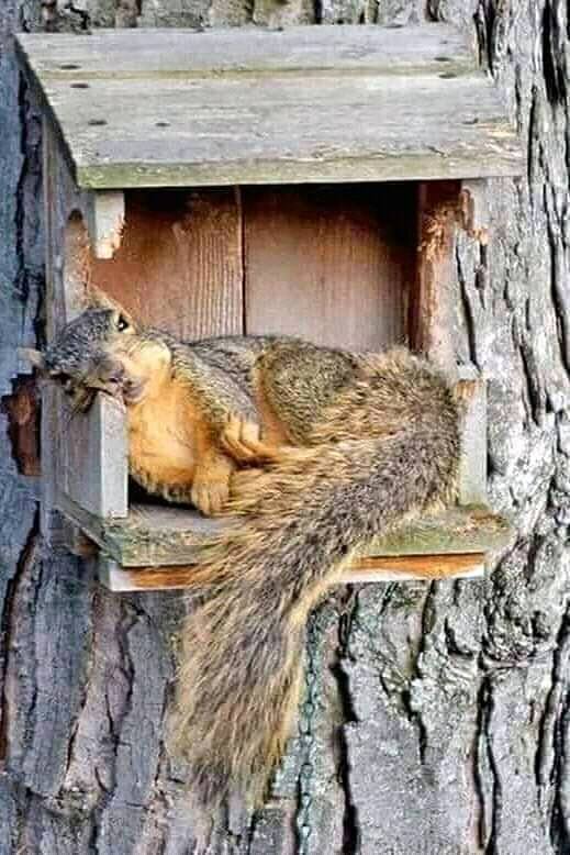 SearchRapusia's tweet photo. Time to nap for the hard day https://t.co/owUuIeDES4