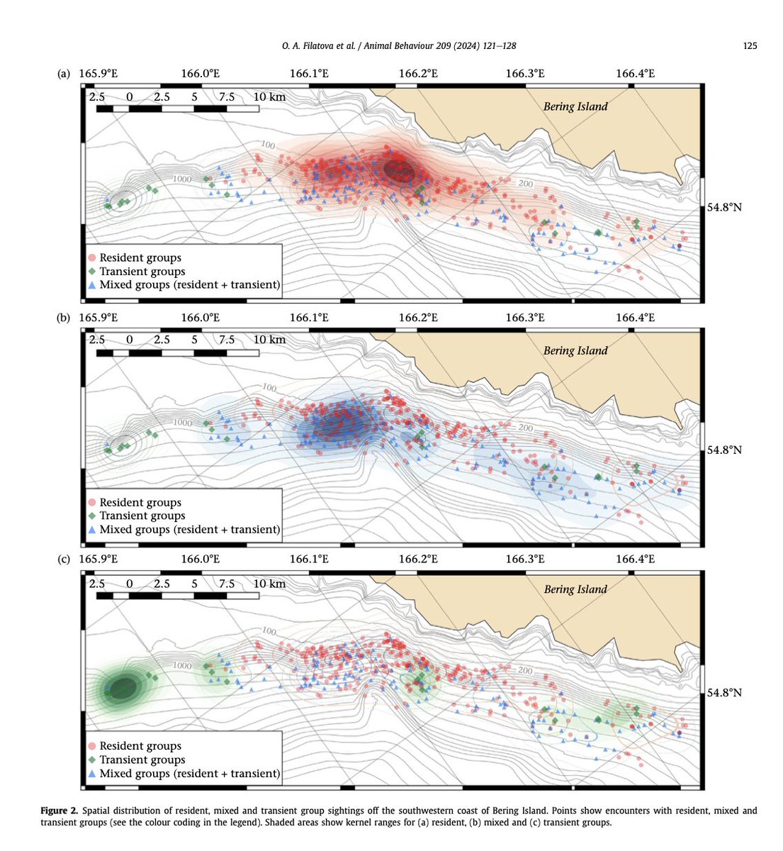 ErichHoyt's tweet photo. New paper: possible 1st example of cultural tradition in beaked whale species. Resident whales hang out in known shallower waters. The transients stay in the deep. Photo: Olga Filatova. Download paper here or through researchgate: https://t.co/V0JDl4utll  @whalesorg @whalesorg_de @Defenders @marinemammalogy @EuroCetSoc