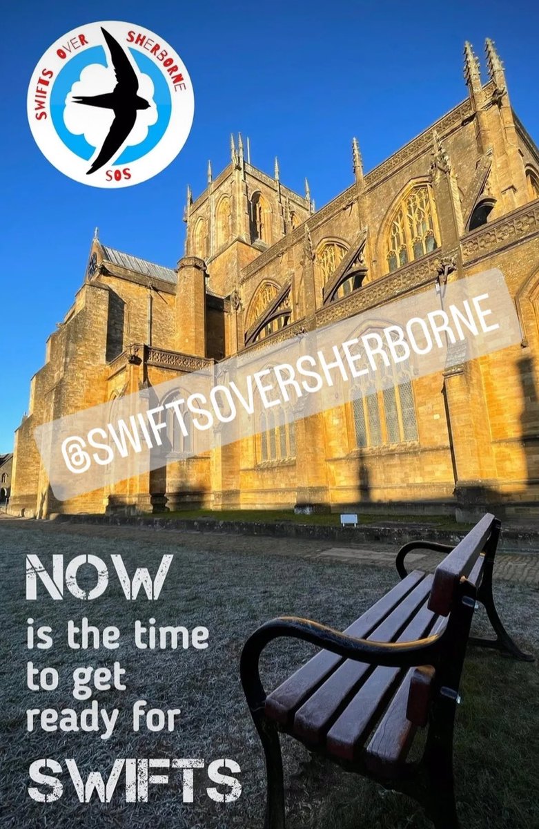 Do you love swifts? If so, this brand new #sherborne #insta account is for you! instagram.com/swiftsoversher… #swiftsoversherborne Counting down the days before the annual arrival of #swifts to the Abbey Close #swiftwatch @BBCSpringwatch @Natures_Voice