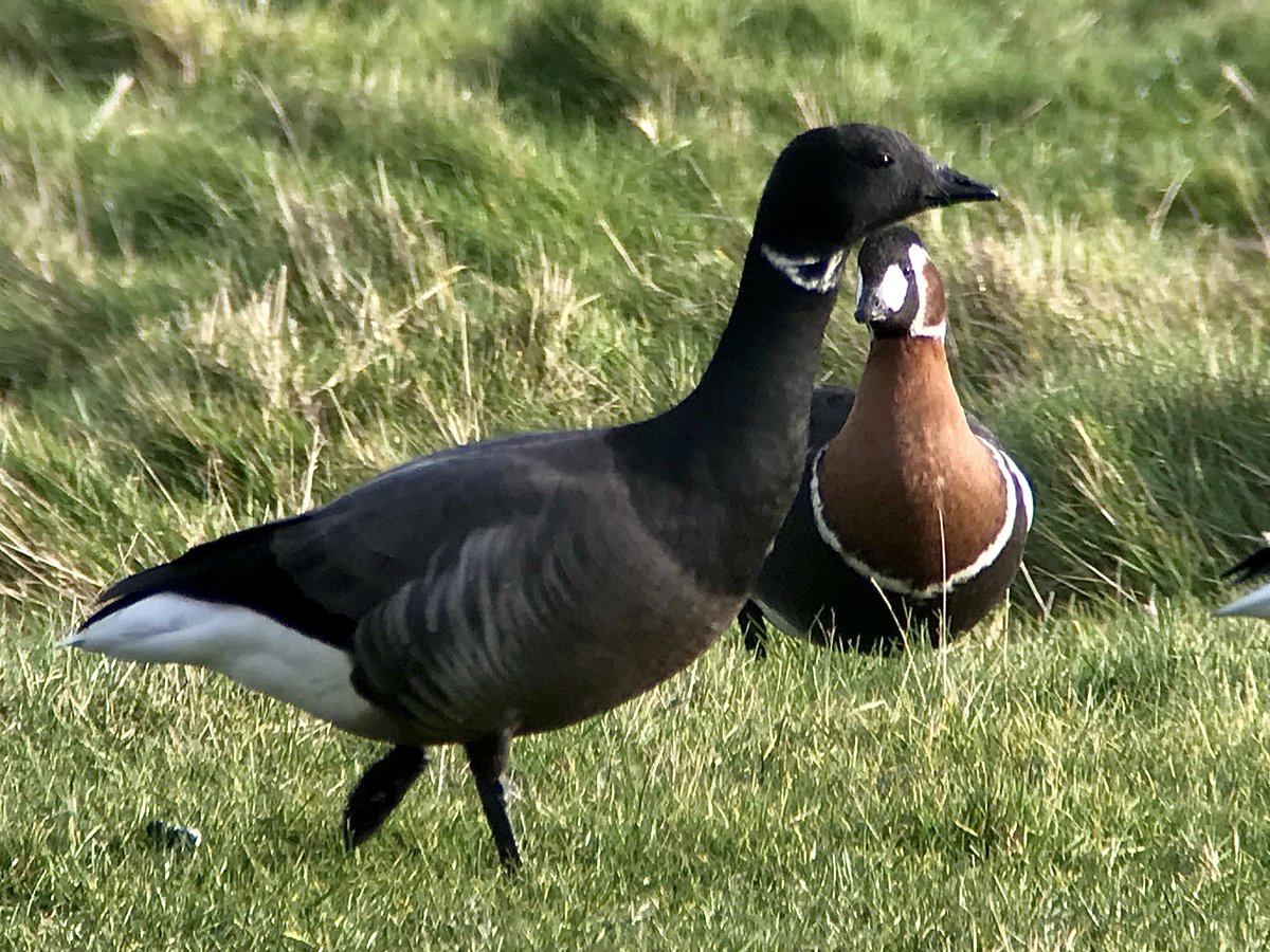 Super views of this Red-breasted Goose today at Cley, Norfolk!