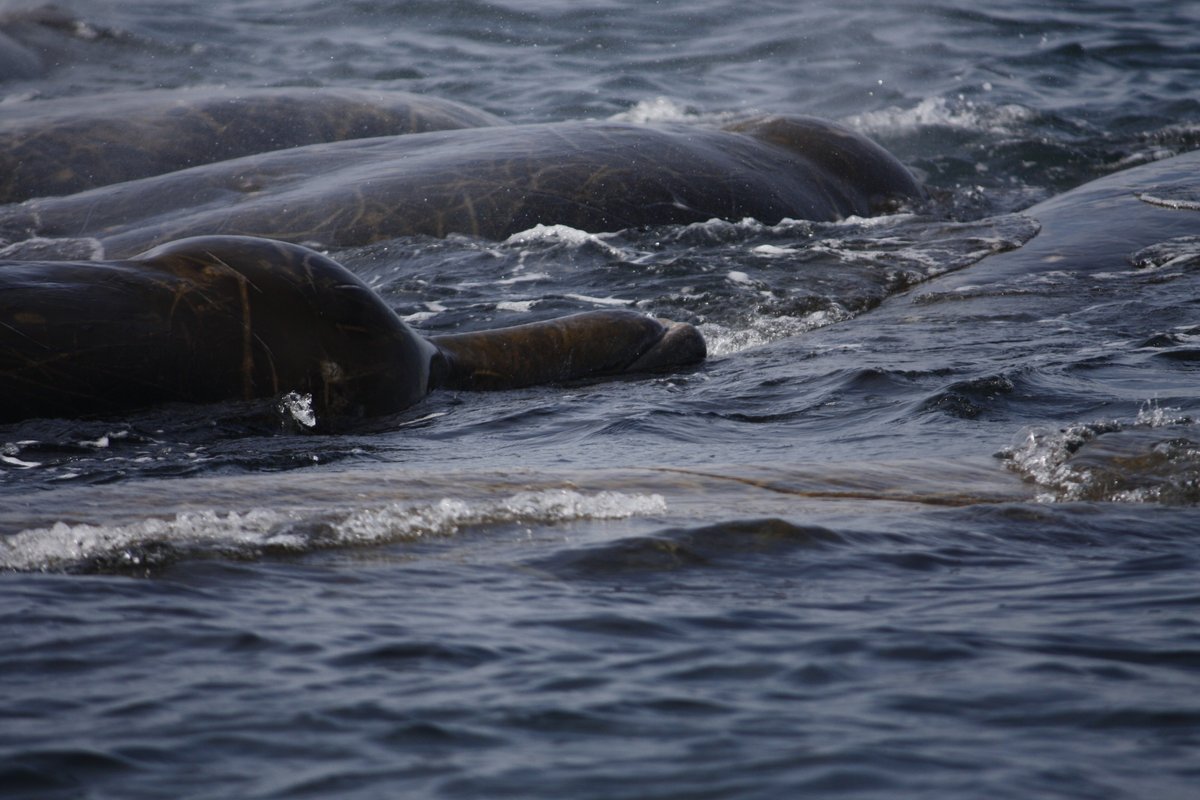New paper: possible 1st example of cultural tradition in beaked whale species. Resident whales hang out in known shallower waters. The transients stay in the deep. Photo: Olga Filatova. Download paper here or through researchgate: authors.elsevier.com/sd/article/S00…  <a href="/whalesorg/">Whale and Dolphin Conservation (WDC)</a> <a href="/whalesorg_de/">Whale and Dolphin Conservation Deutschland</a>