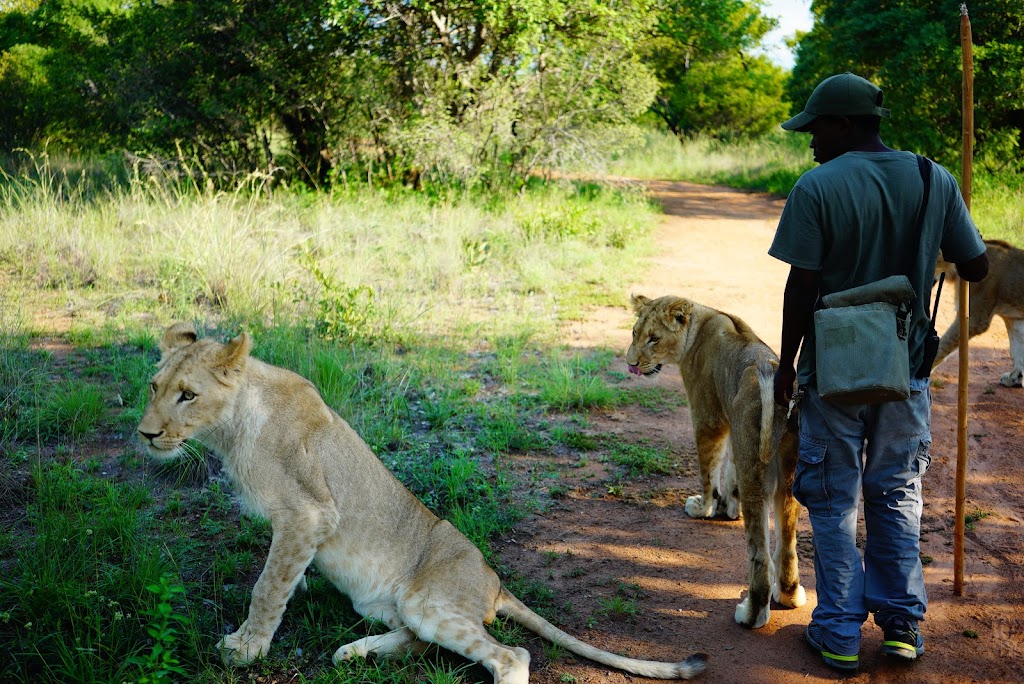 Blood_Lions's tweet photo. Lions walking with tourists are not tame - this is a 🚩RED FLAG 🚩

These lions go through intense training that’s no different to a circus to make it possible for facilities to host “walking safaris”.

By supporting this tourist activity, you fund the problem.

#CancelCaptivity https://t.co/rL7rGJBASV
