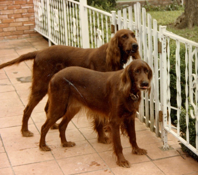 I know this is nonsense, but I told my dog Fletcher, now that he has congestive heart failure, not to be afraid when his time comes. Two Irish Setters from my past will be waiting for him, a big male and his mama who will be glad to bring him into their pack and take care of him.