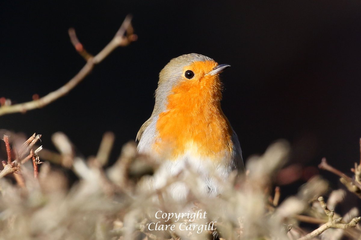 My resident Robin enjoying the sunshine last weekend