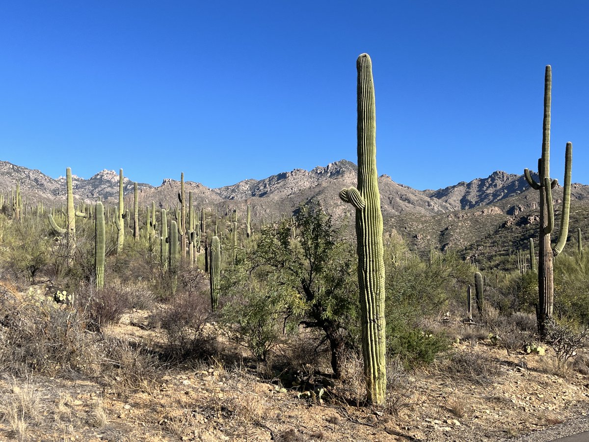 Thrilled to announce that I will be starting a new role as Assistant Professor in the Department of Psychiatry at @uarizona in April! Excited to be joining this esteemed faculty and for this new desert adventure 🌵!