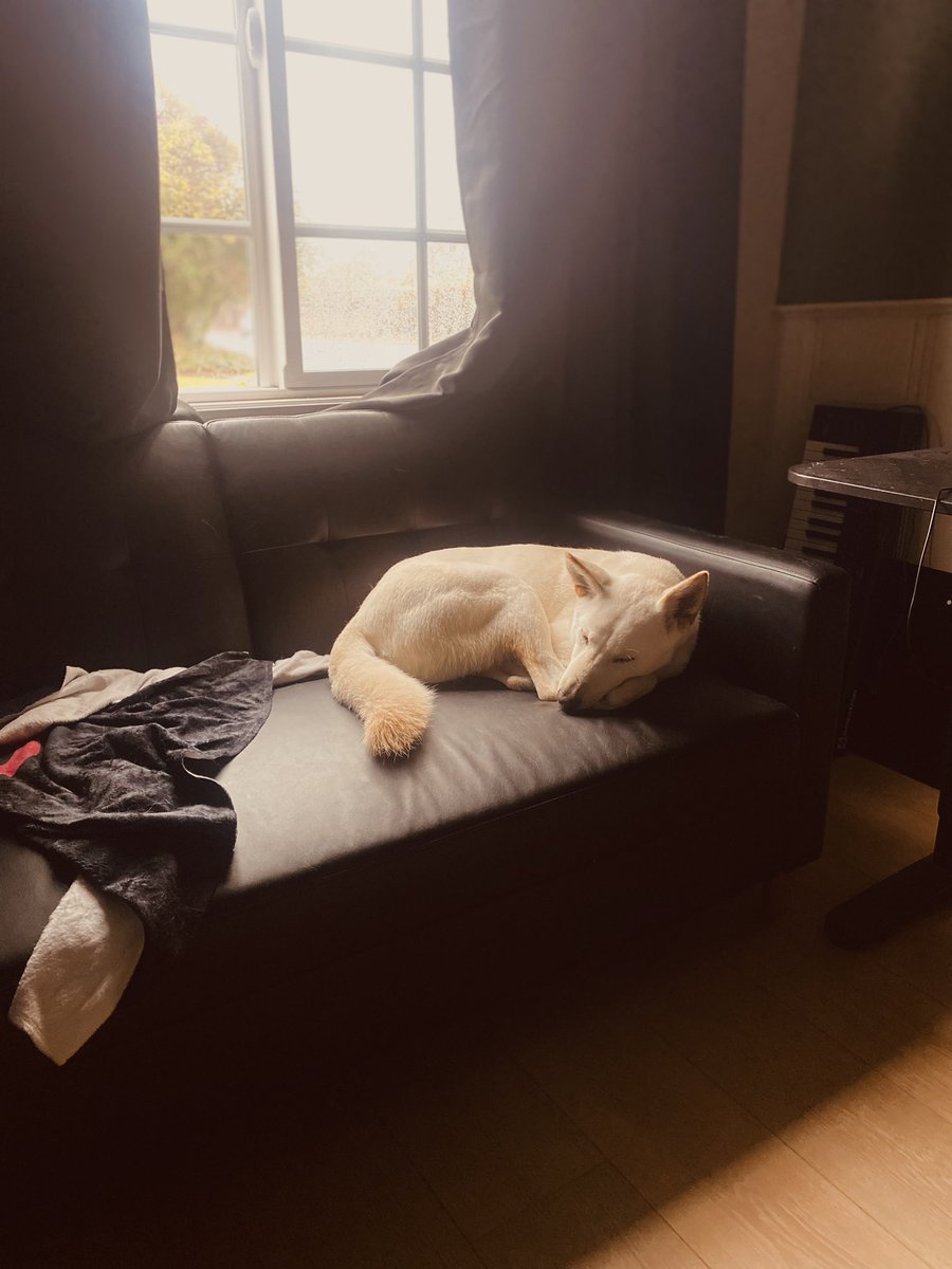 CJAudio90's tweet photo. Katsu is so comfy in this rainy weather https://t.co/PcGskFkfej