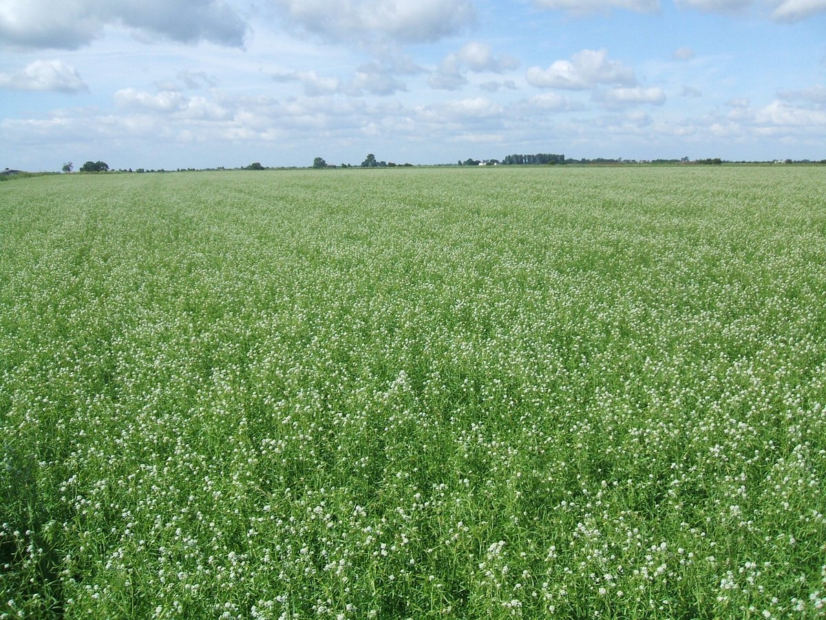 Church of Bures Seeds (@churchofbures) on Twitter photo Currently looking to place up to 10 hectares for a Cress seed contract. If you'd like to know more, please get in touch- 07384540925 or harry@churchofbures.co.uk
#agriculture #CressSeed Currently looking to place up to 10 hectares for a Cress seed contract. If you'd like to know more, please get in touch- 07384540925 or harry@churchofbures.co.uk
#agriculture #CressSeed