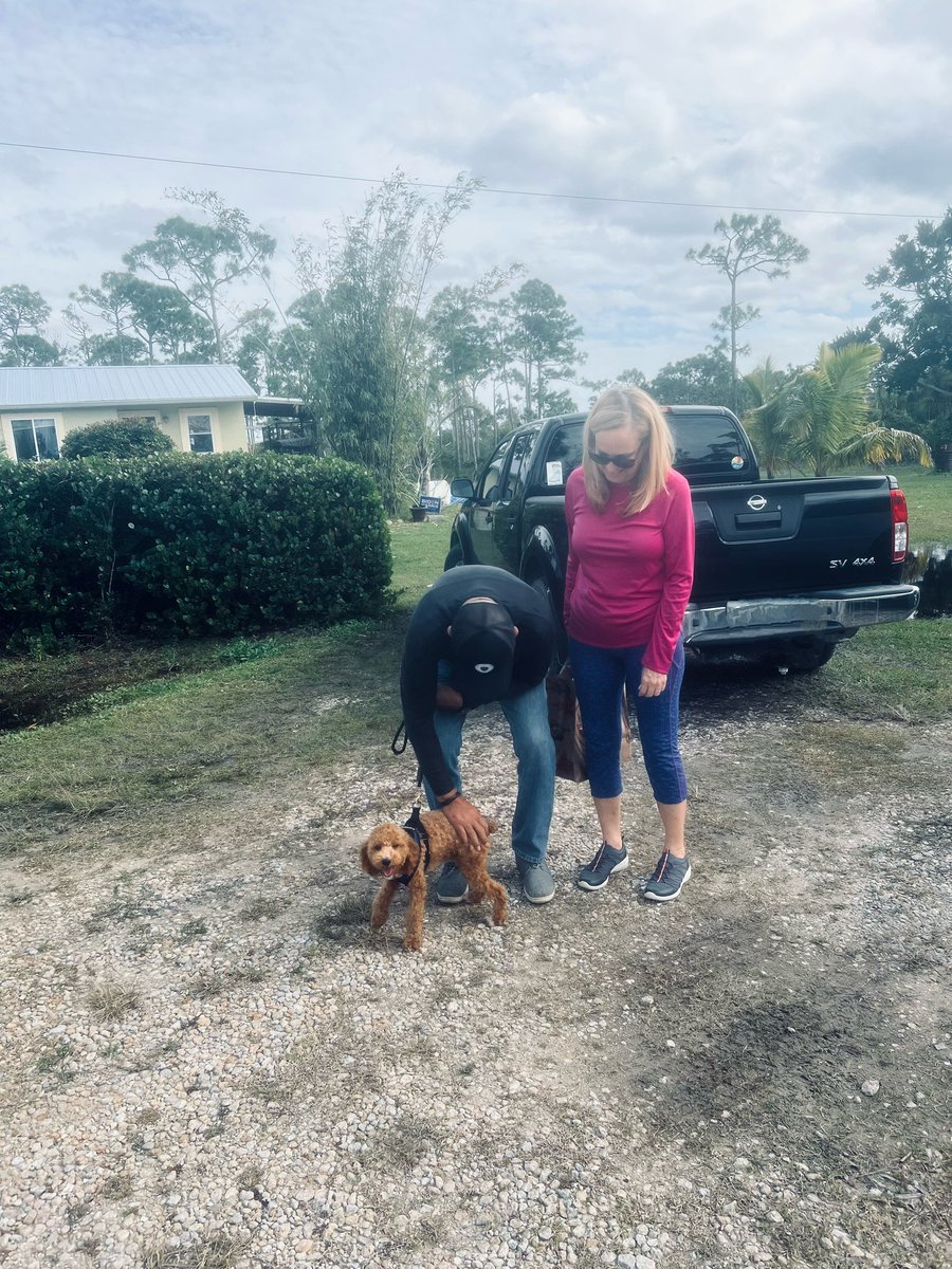 Last of the Puppy Mill Poodles Adopted Today 💓💓💓 #fosteringsaveslives #Rescuedogs #Banpuppymills