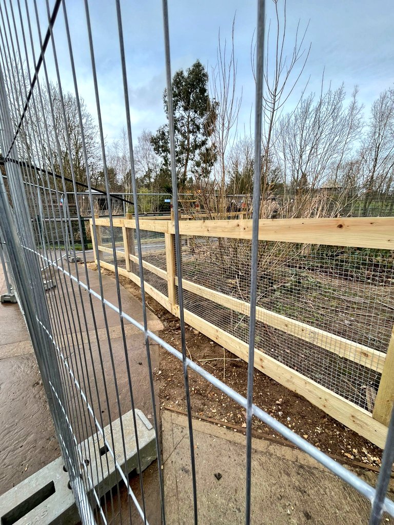 ChessingtonBuzz's tweet image. Wanyama has some new fencing in the area by Furarha play area towards the whispering posts behind the hut

#Zootastic