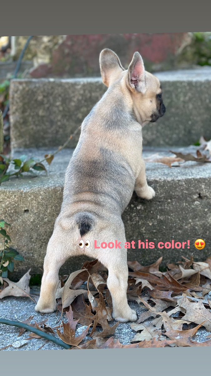 FucknIncredible's tweet photo. Frenchie babies for the low. Only 2 left!! https://t.co/Y5hpCkInda